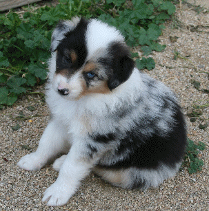 BLUE MERLE MALE