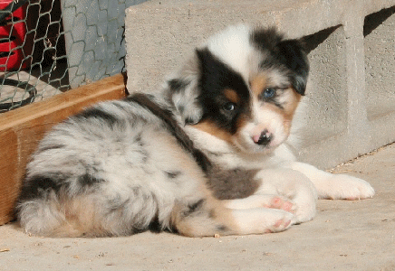 BLUE MERLE MALE