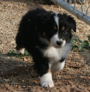 BLACK TRI-COLORED MALE 