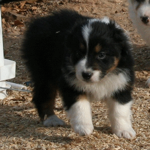 BLACK TRI-COLORED MALE 