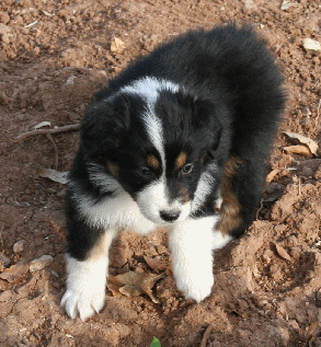 BLACK TRI-COLORED MALE 