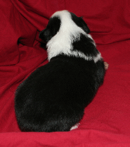 BLACK TRI-COLORED MALE 