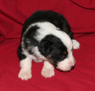 BLACK TRI-COLORED MALE 