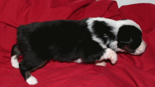 BLACK TRI-COLORED MALE 