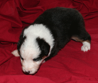 BLACK TRI-COLORED FEMALE 