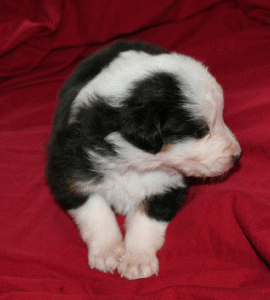 BLACK TRI-COLORED FEMALE 