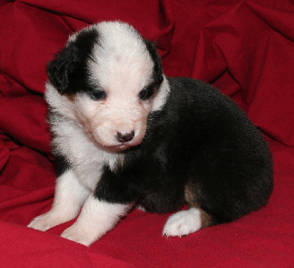 BLACK TRI-COLORED FEMALE 
