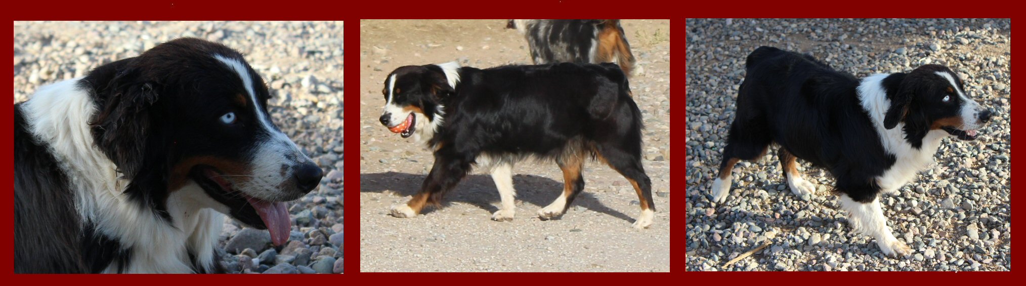 AKC/ASCA FAIROCKIN'S CLASSY MISS PIPER