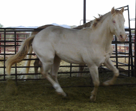 DOCS GOLD GUARANTEE as a long yearling