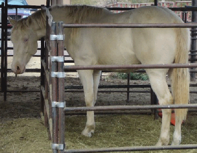 DOCS GOLD GUARANTEE as a long yearling