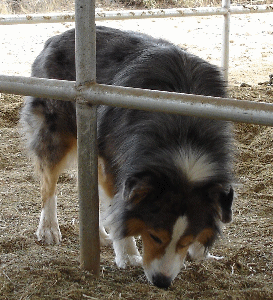 BLUE EYED CALIBER COWBOY!