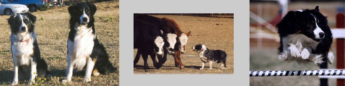 Tric's Grandsire TWIN OAKS TOMAHAWK OTDcsd full siblings!