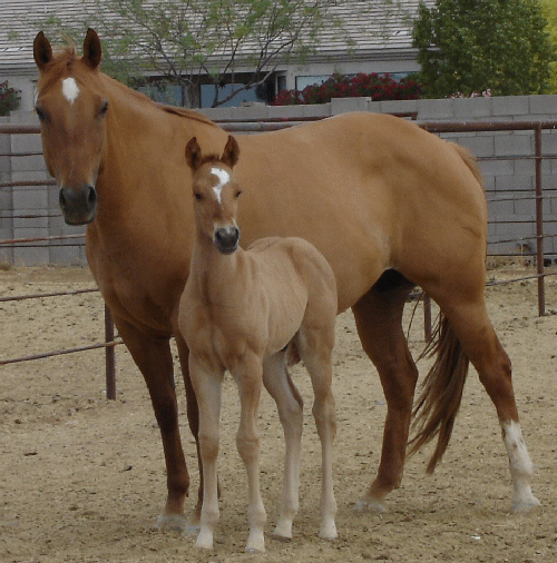 Docs Hollywd Gossip and dam No Gossip on Sundae an own daughter of world champion reiner Hollywood Gossip!
