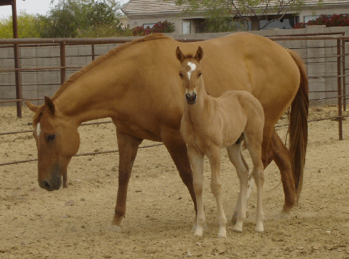 Docs Hollywd Gossip and dam No Gossip on Sundae an own daughter of world champion reiner Hollywood Gossip