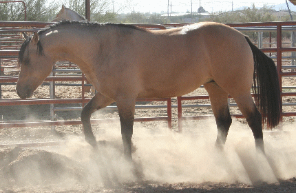 DOC DUN IT HOLLYWOOD as a 2 year old