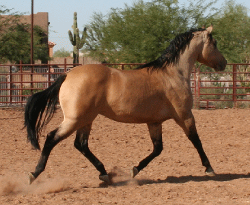 DOC DUN IT HOLLYWOOD as a 2 year old