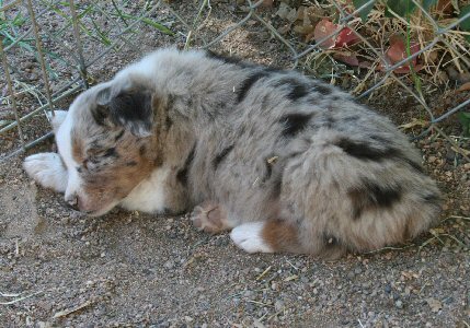 RED MERLE MALE