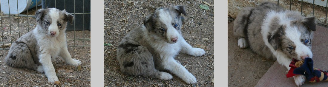 RED MERLE FEMALE