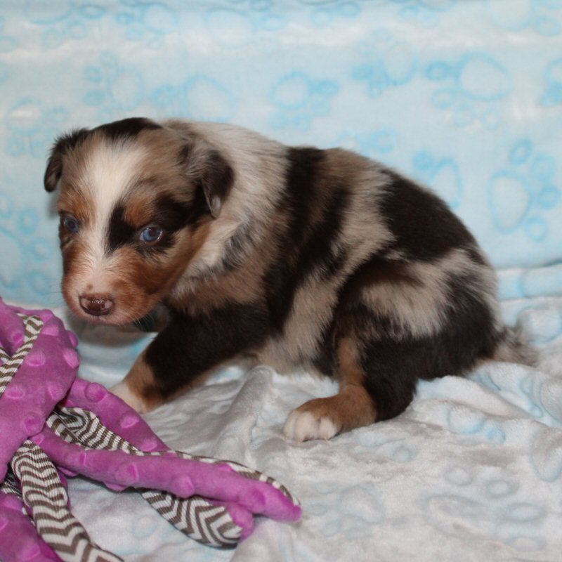  Picture COMING SOON! 