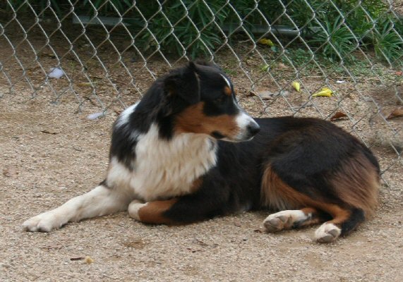 CLICK HERE TO SEE MORE PICS OF ASCA/AKC registered female: 