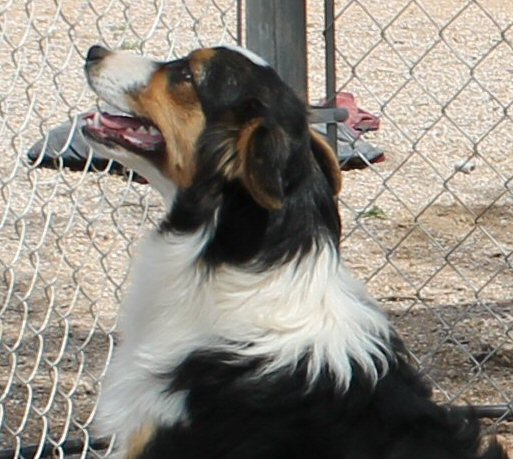 CLICK HERE TO SEE MORE PICS OF ASCA/AKC registered female: AKC/ASCA CORONADO'S CLASSIC TARA-BELLE