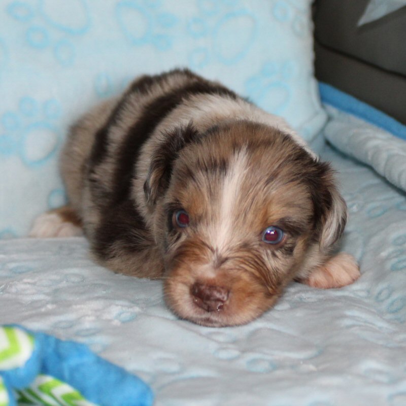  Picture COMING SOON! 