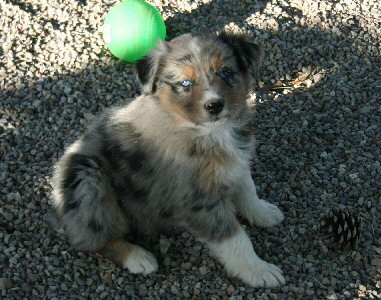 BLUE MERLE FEMALE!