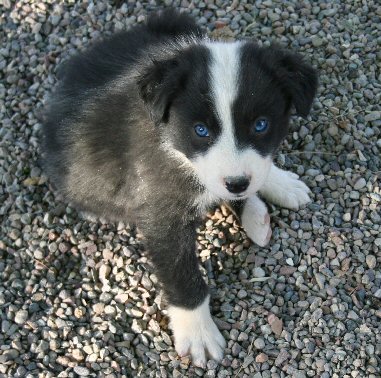 BLACK BI-COLORED MALE 