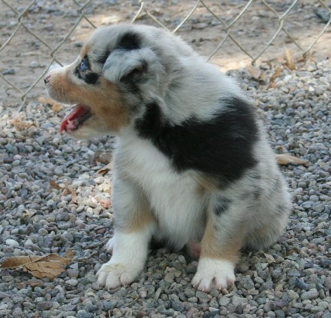 BLUE MERLE FEMALE!