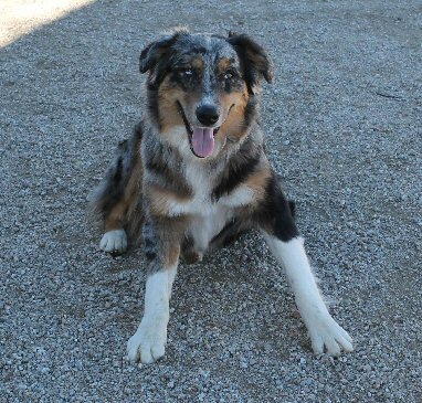 CLICK HERE TO SEE MORE PICS OF ASCA/AKC registered female: FAIROCKIN CLASSIC TUEUR