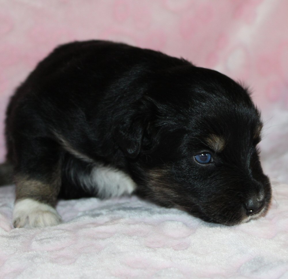  Picture COMING SOON! 