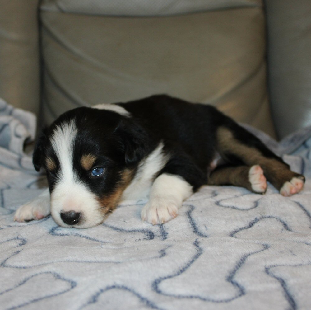  Picture COMING SOON! 