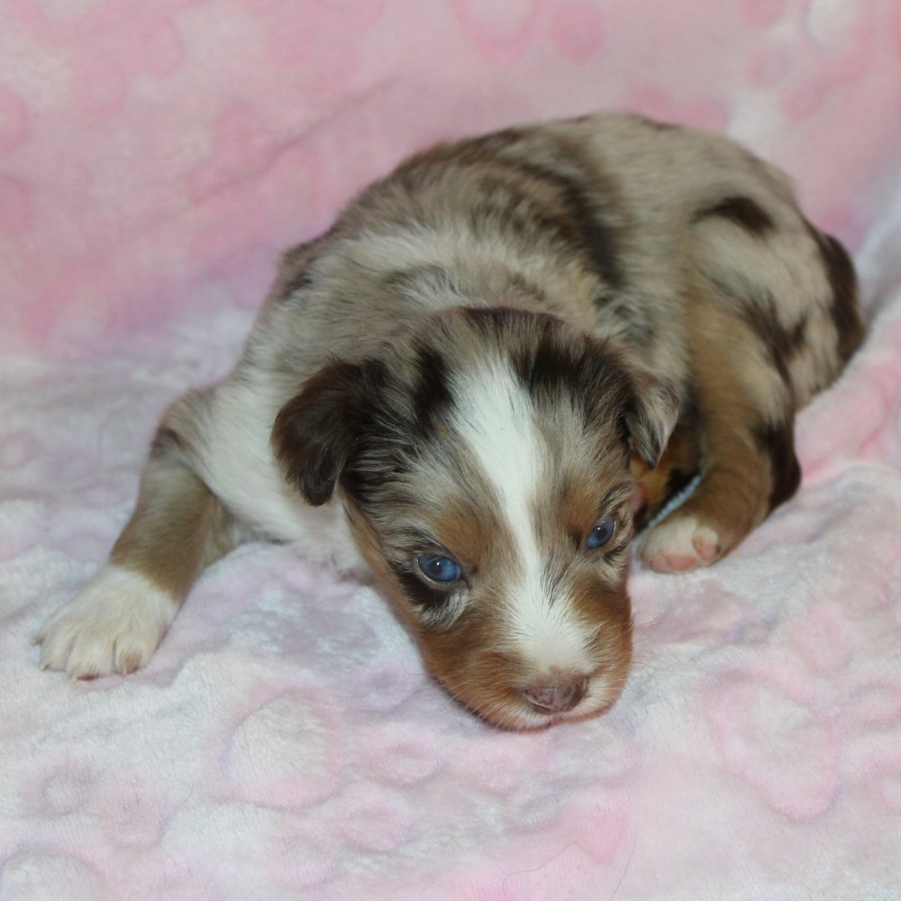  Picture COMING SOON! 