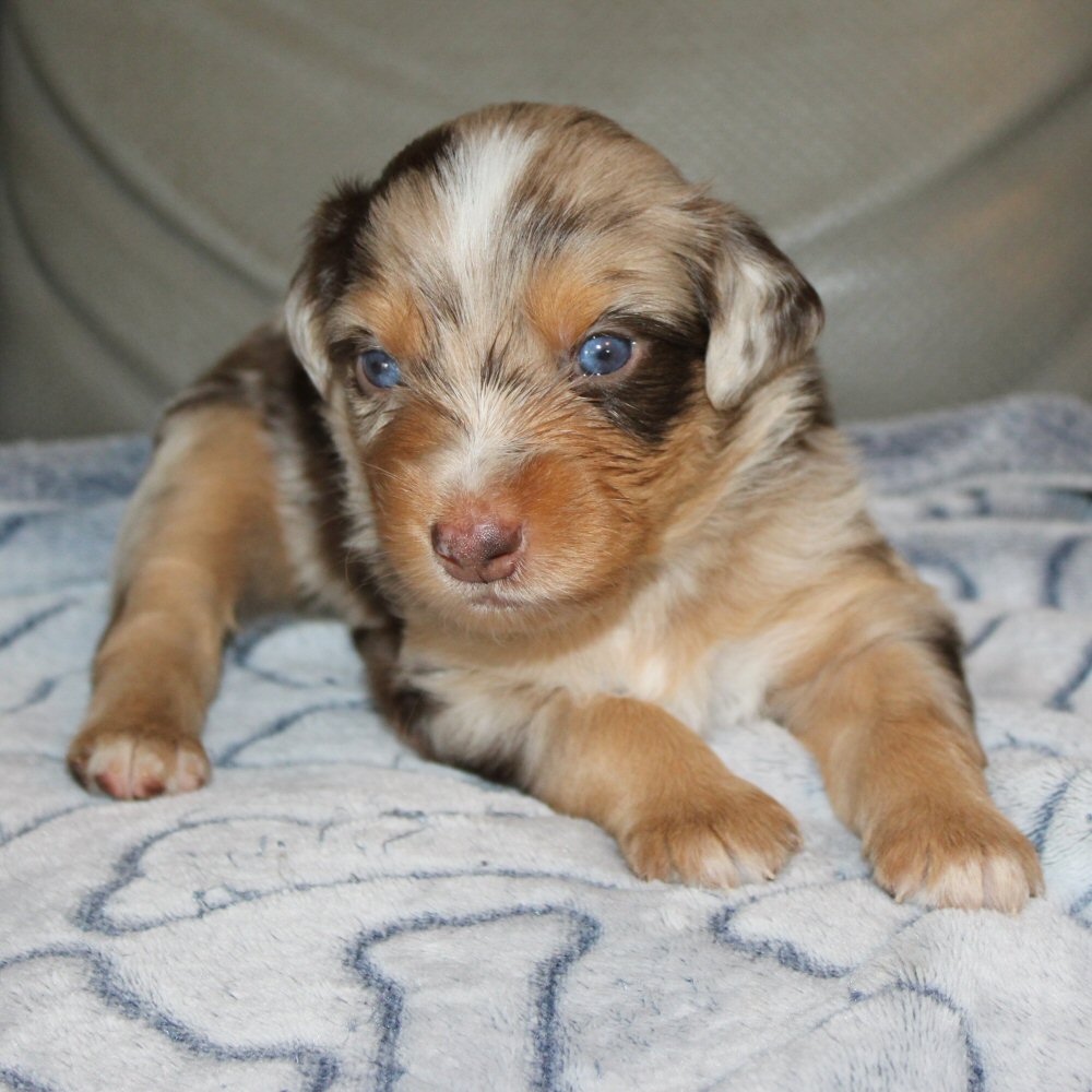  Picture COMING SOON! 