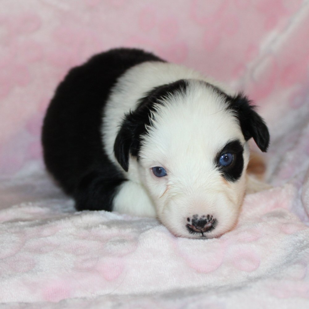  Picture COMING SOON! 