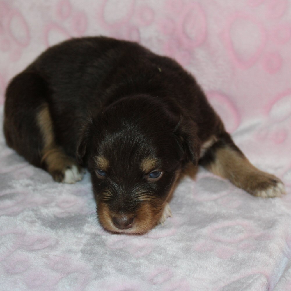  Picture COMING SOON! 