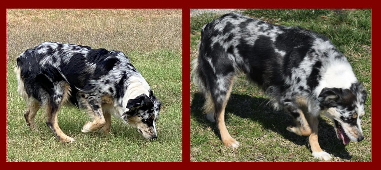 AKC/ASCA RUSHINGRANCHLITTLEHEAVENLYSTARREMI
