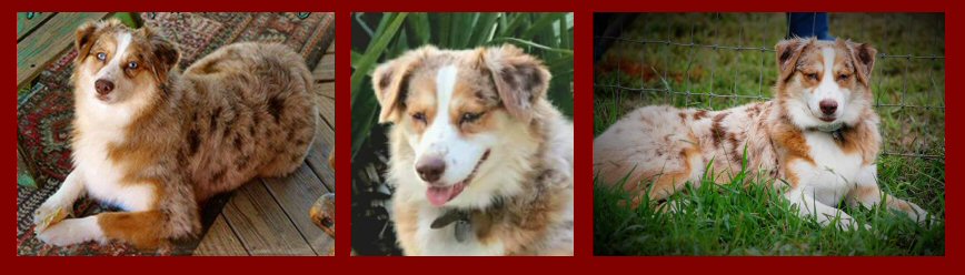 DIXIE REDSRED BANDIT VIXEN OF BIG SKY! 