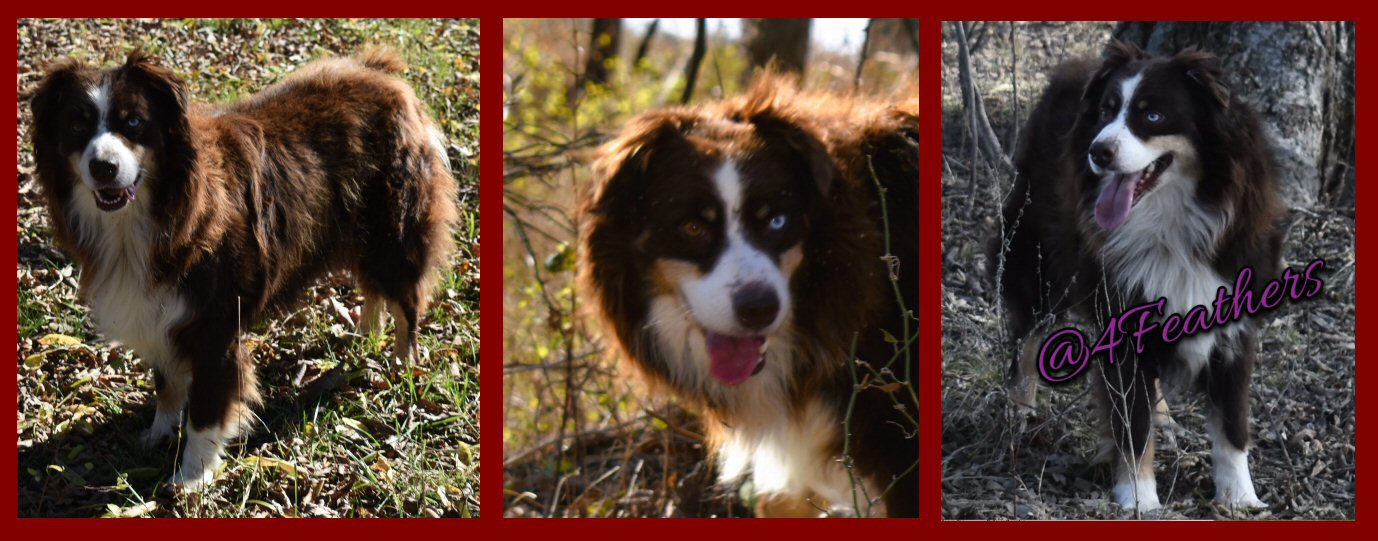 ASCA/AKC registered male BRUSH CREEKS SHARP SHOOTER RUGER